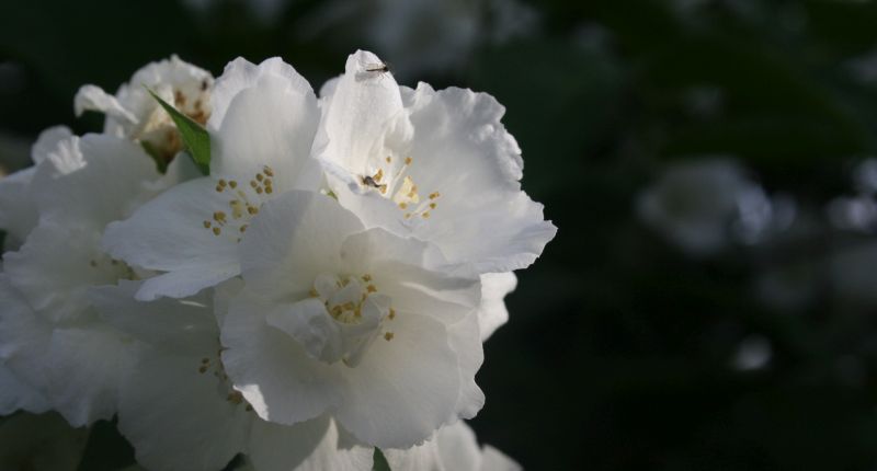 lill väikse putukaga :-)